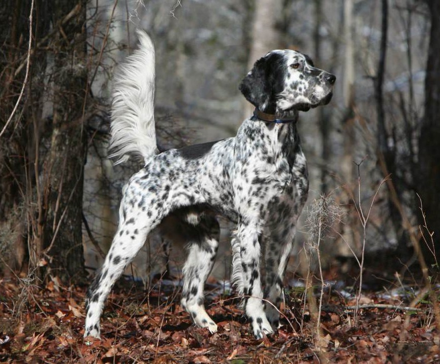 Top English Setter Breeder | English Setters For Sale | English Setter Pups