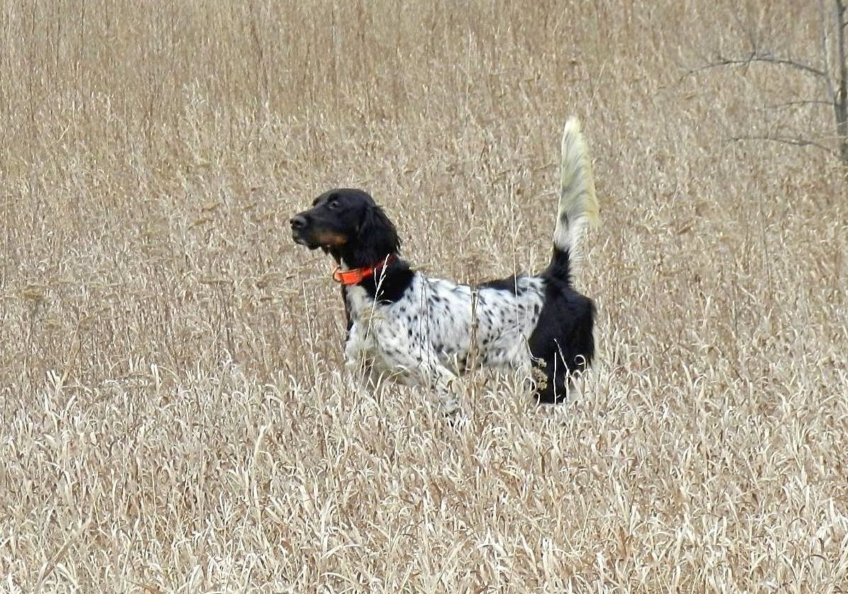 Top English Setter Breeder | English Setters For Sale | English Setter Pups