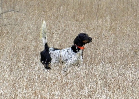English Setter puppies by Berg Brothers Big Easy