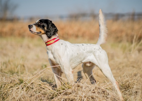 English Setters for sale by Outcast Kennels
